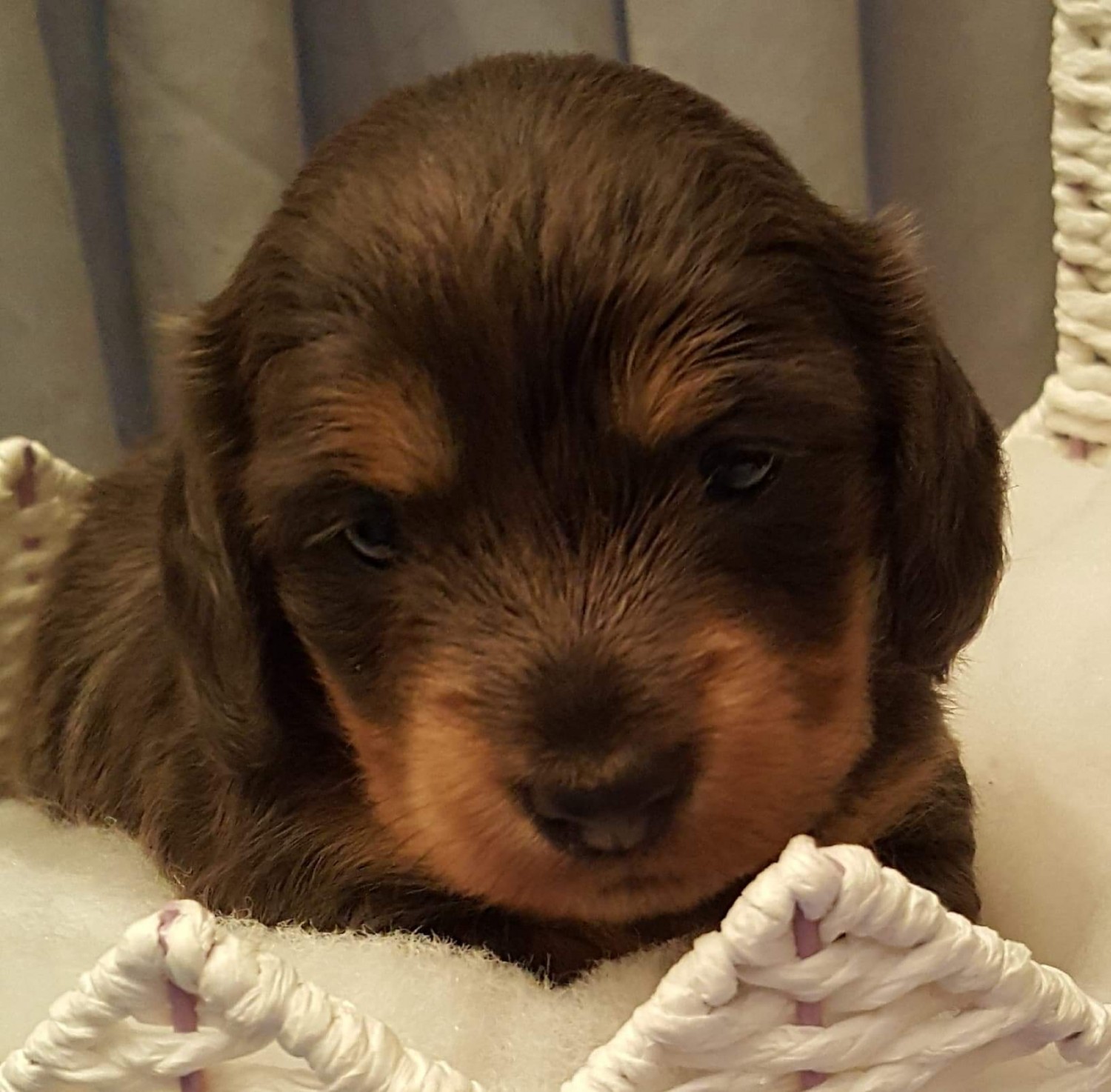 Miniature Dachshund Puppies For Sale Holiday, FL 326426