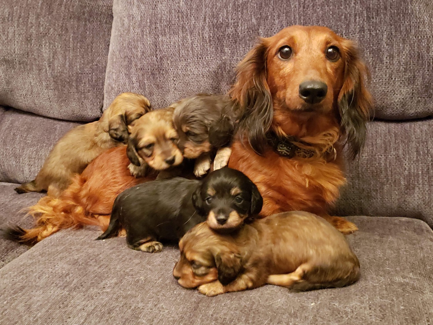 Mini Dachshund Puppies For Sale Fl