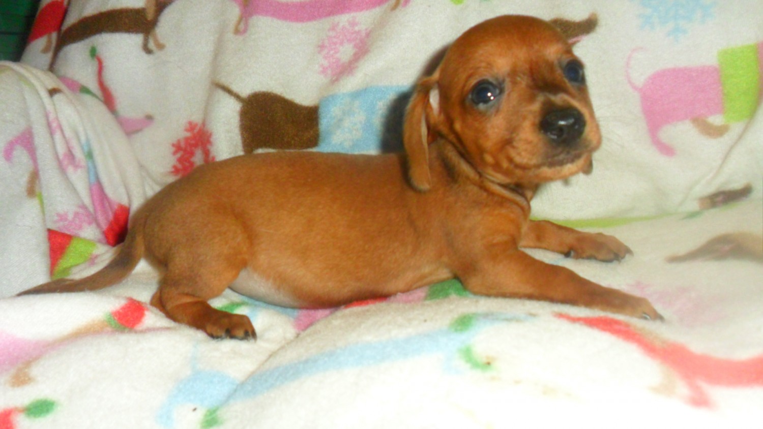 Miniature Dachshund Puppies For Sale Cincinnati, OH 326300