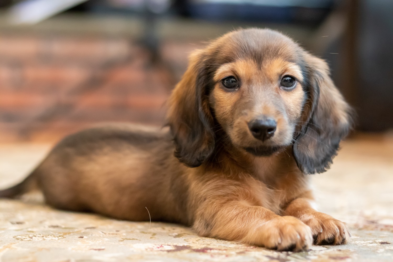 Miniature Dachshund Puppies For Sale | White Plains, NY #333825