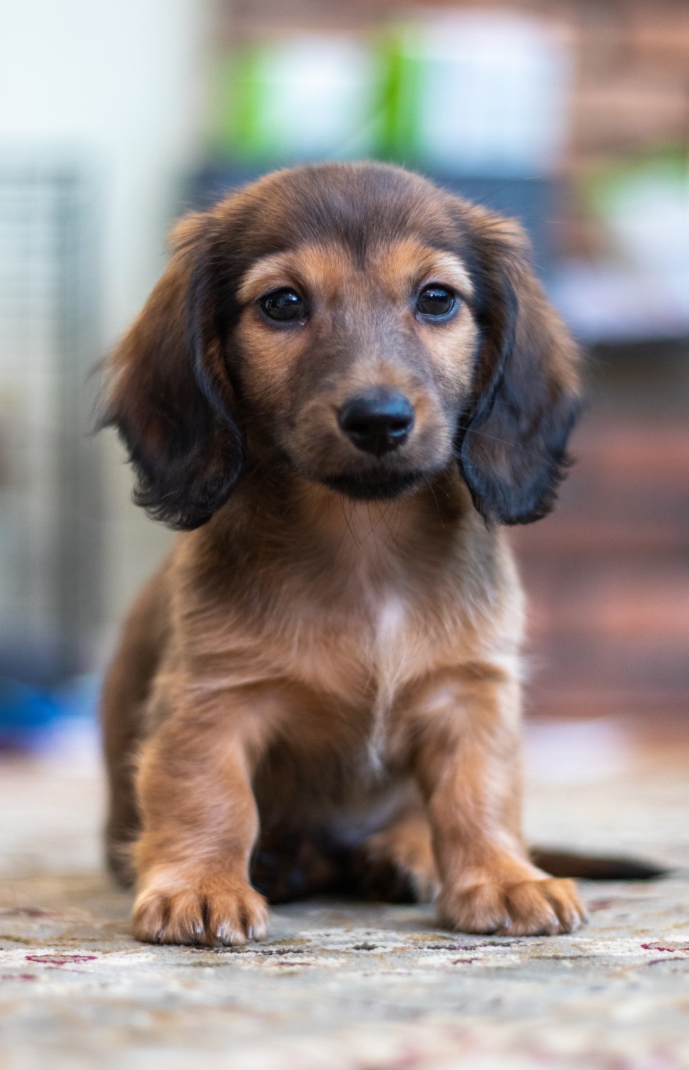 Dachshund Puppies For Sale Rochester Ny / Reevesdachs