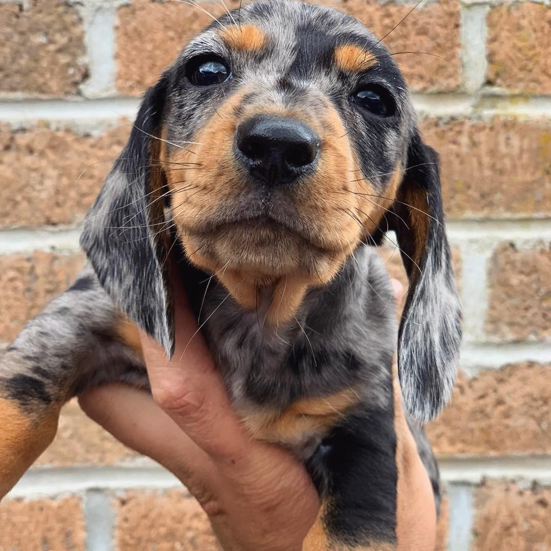 Miniature Dachshund Puppies For Sale Los Angeles, CA 334430