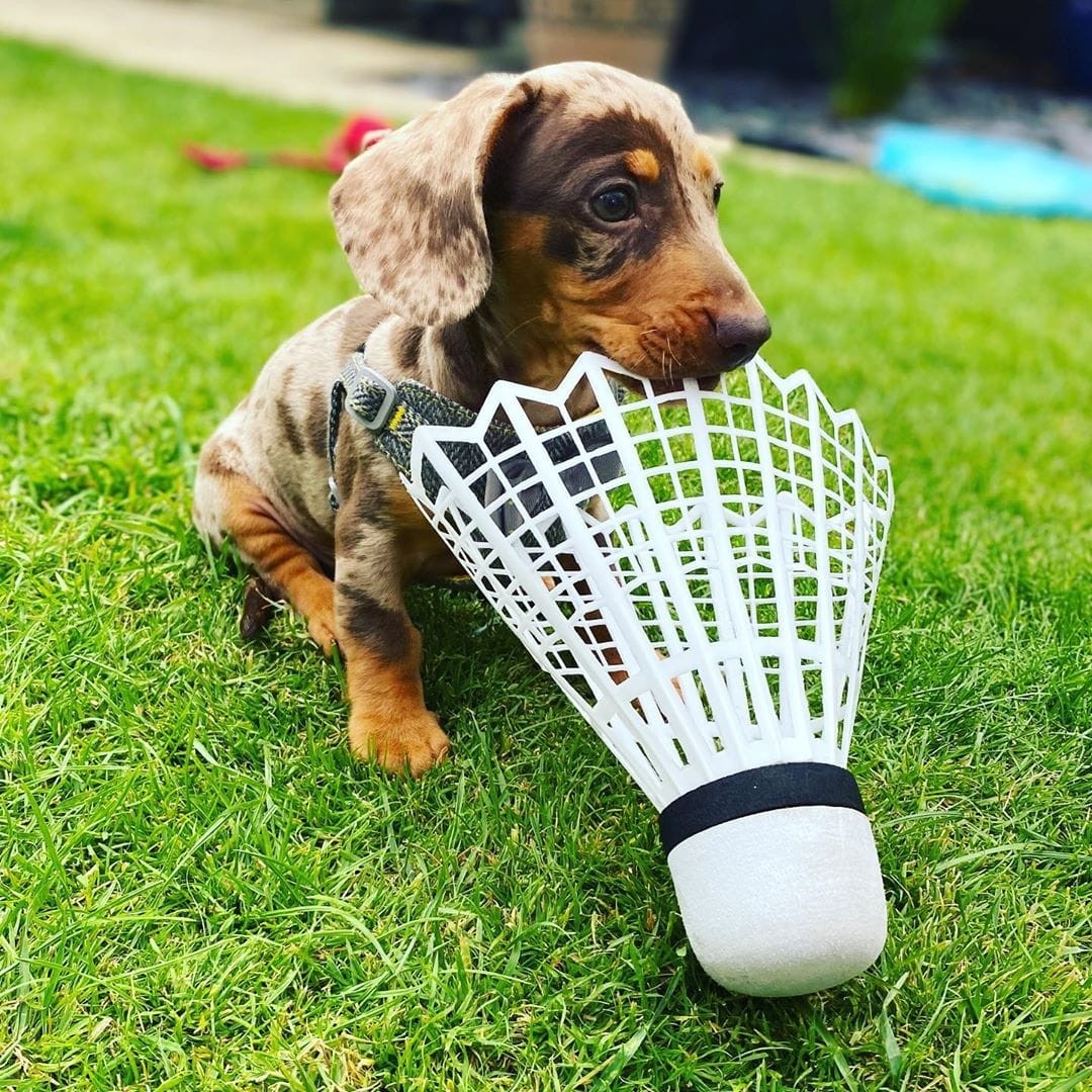 Miniature Dachshund Puppies For Sale Los Angeles, CA 334430