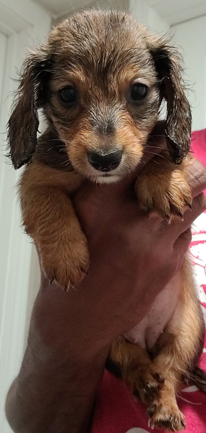 Miniature Dachshund Puppies For Sale Riverdale, GA 334724