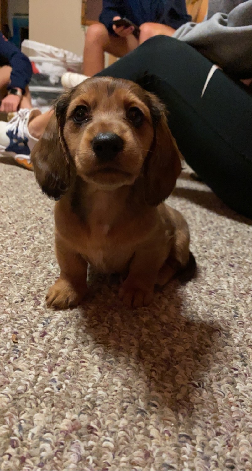 Miniature Dachshund Puppies For Sale Long Island