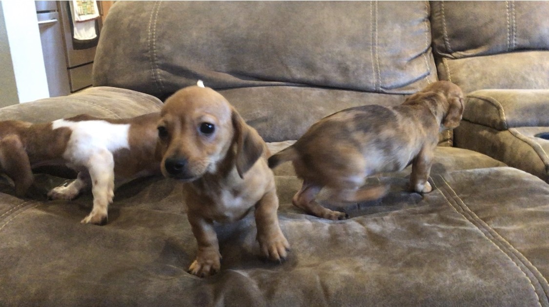 Miniature Dachshund Puppies For Sale In Miami Florida