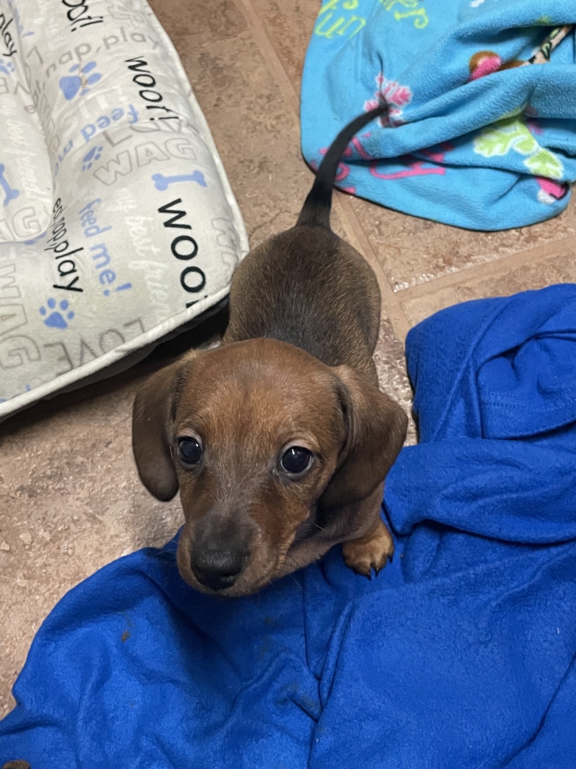 Miniature Dachshund Puppies For Sale In Houston Texas