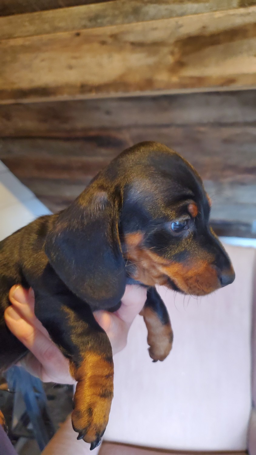 Dachshund Puppies For Sale Nc Mini Dachshund Puppies For