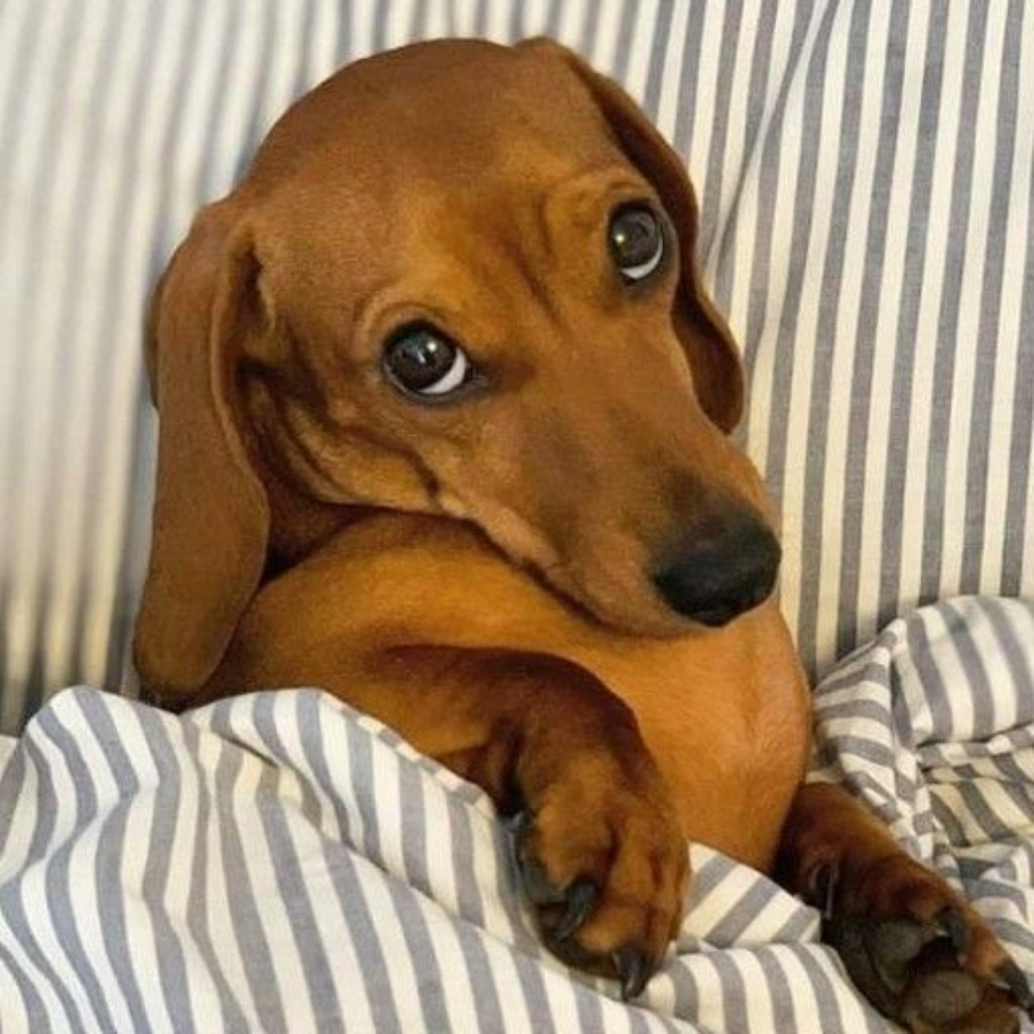 Miniature Dachshund Dog Breed Information, Images
