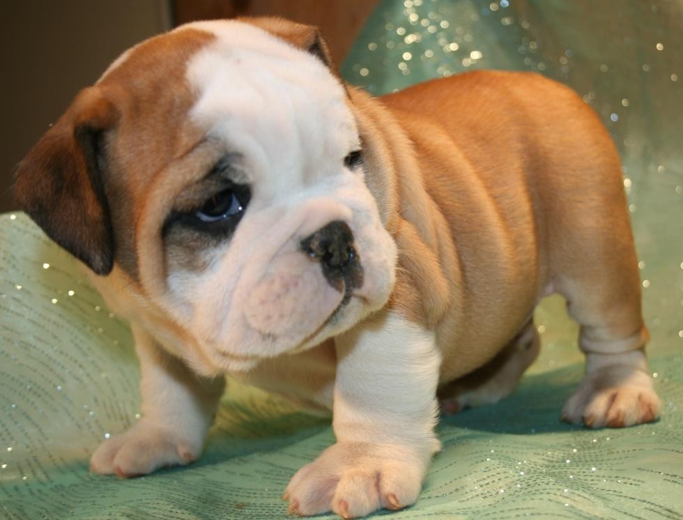 Miniature English Bulldog Puppies For Sale Boise, ID 71181