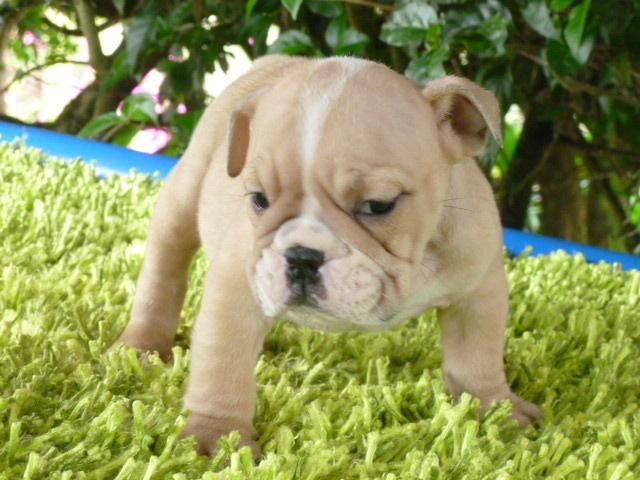 Miniature English Bulldog Puppies For Sale Detroit, MI