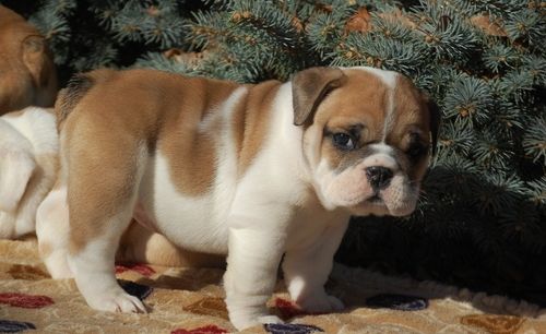 55+ Old English Bulldog Puppies For Sale Near Me