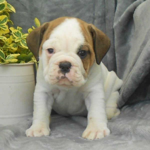 Miniature English Bulldog Puppies For Sale Canton, OH