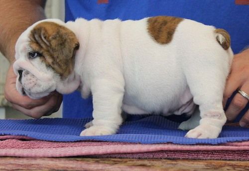 Miniature English Bulldog Puppies For Sale Orlando, FL