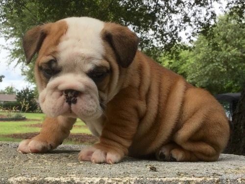 Miniature English Bulldog Puppies For Sale Cincinnati