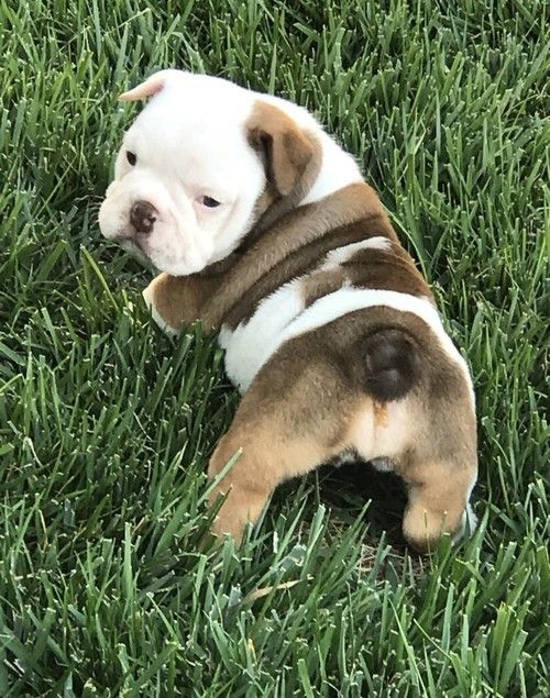 Miniature English Bulldog Puppies For Sale Dallas, TX