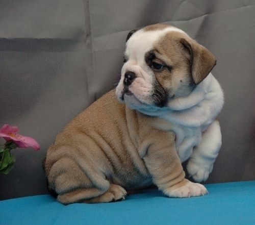 Miniature English Bulldog Puppies For Sale Daytona Beach