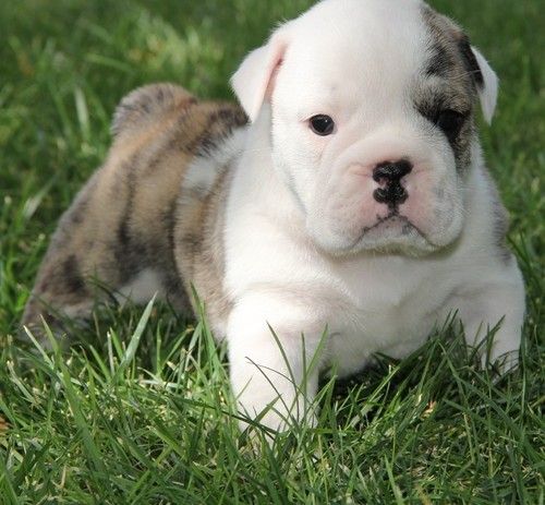 Miniature English Bulldog Puppies For Sale Jacksonville
