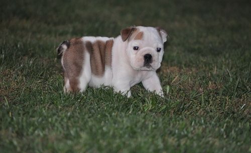 Miniature English Bulldog Puppies For Sale Jersey City