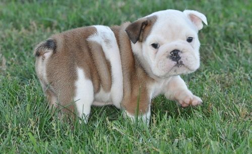 Miniature English Bulldog Puppies For Sale Jersey City