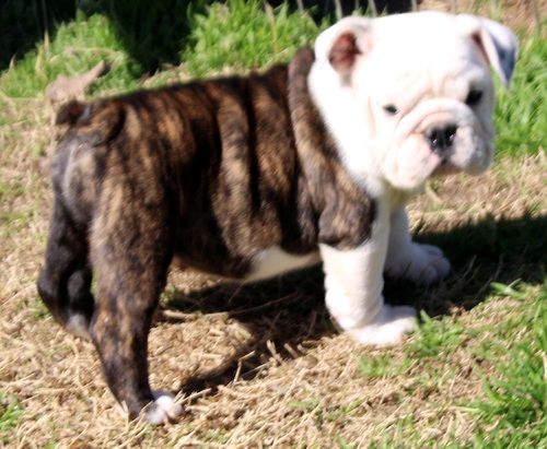 Miniature English Bulldog Puppies For Sale Louisville