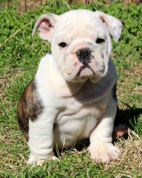 Miniature English Bulldog Puppies For Sale Baton Rouge