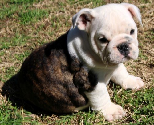 Miniature English Bulldog Puppies For Sale New York, NY