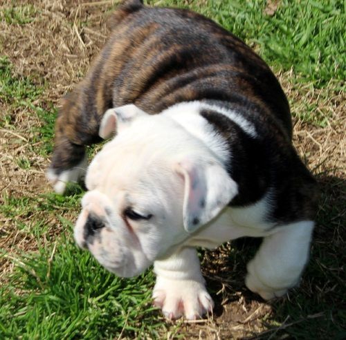 Miniature English Bulldog Puppies For Sale Austin, TX