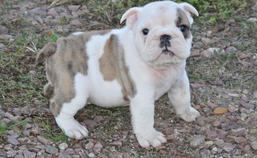 Miniature English Bulldog Puppies For Sale Brattleboro