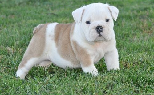 Miniature English Bulldog Puppies For Sale Brattleboro