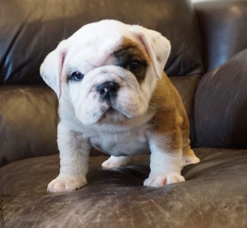 Miniature English Bulldog Puppies For Sale Cheyenne, WY