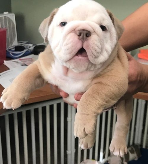 Miniature English Bulldog Puppies For Sale Chicago, IL
