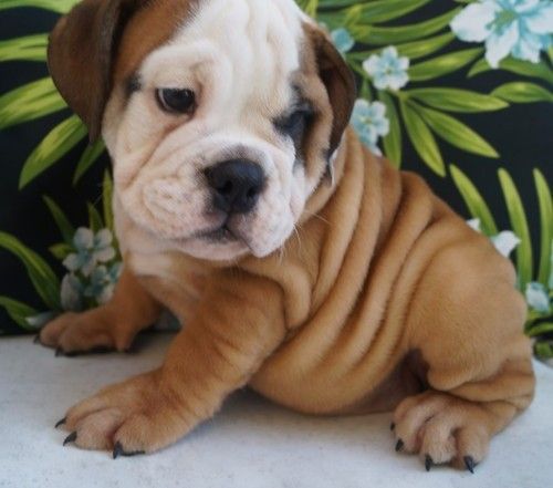 Miniature English Bulldog Puppies For Sale | Waterboro, ME #267770