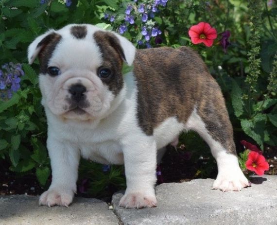 Miniature English Bulldog Puppies For Sale Farmingdale