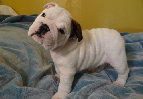 Miniature English Bulldog Puppies For Sale Dakota City