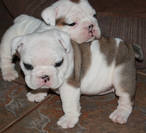 Miniature English Bulldog Puppies For Sale Glendale, AZ