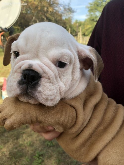 Miniature English Bulldog Puppies For Sale Decker, MT
