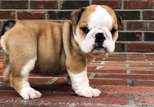 Miniature English Bulldog Puppies For Sale Miami Beach
