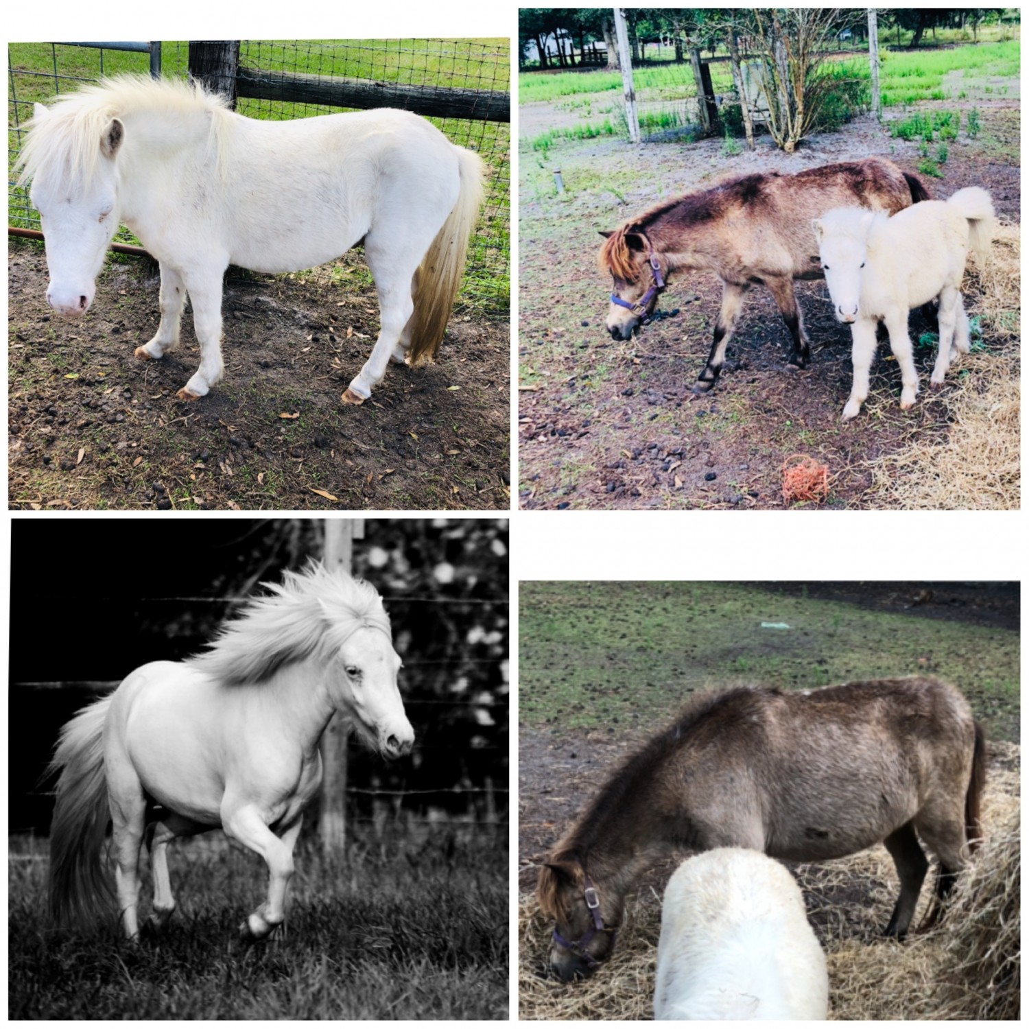 Miniature Horse Horses For Sale Okeechobee, FL 287622