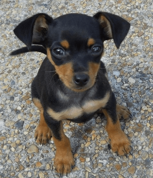 Miniature Pinscher Puppies For Sale | Las Vegas, NV #207797