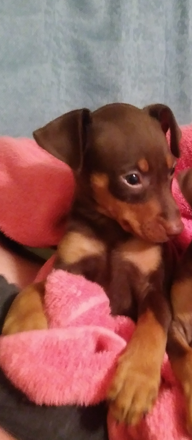 Miniature Pinscher Puppies For Sale Ocala, FL 244231