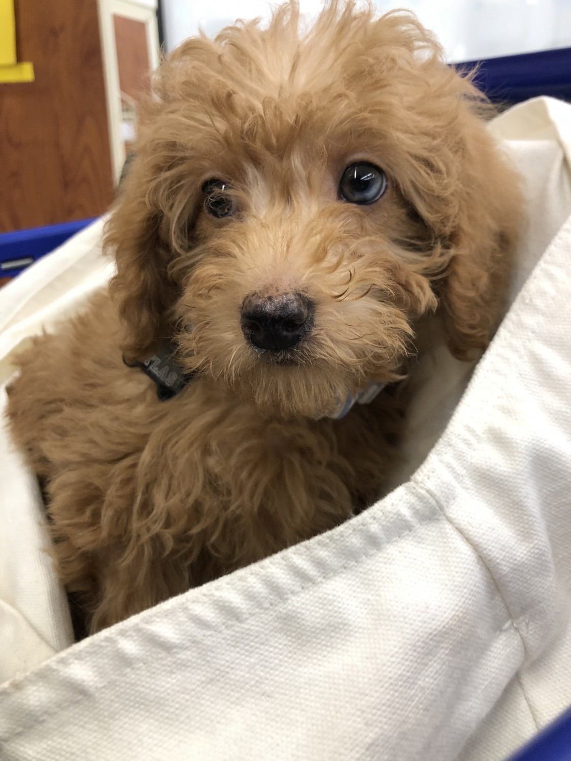 Miniature Poodle Puppies For Sale | Lowell, MA #369219