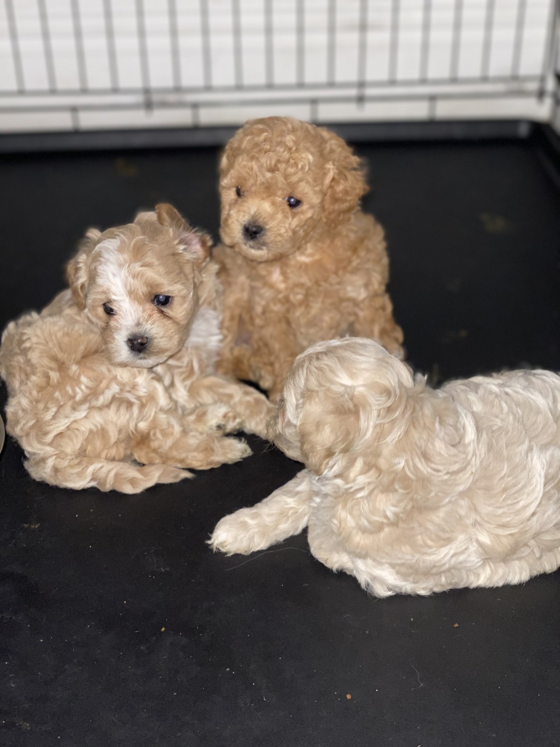 Miniature Poodle Puppies For Sale Miami, FL 320242