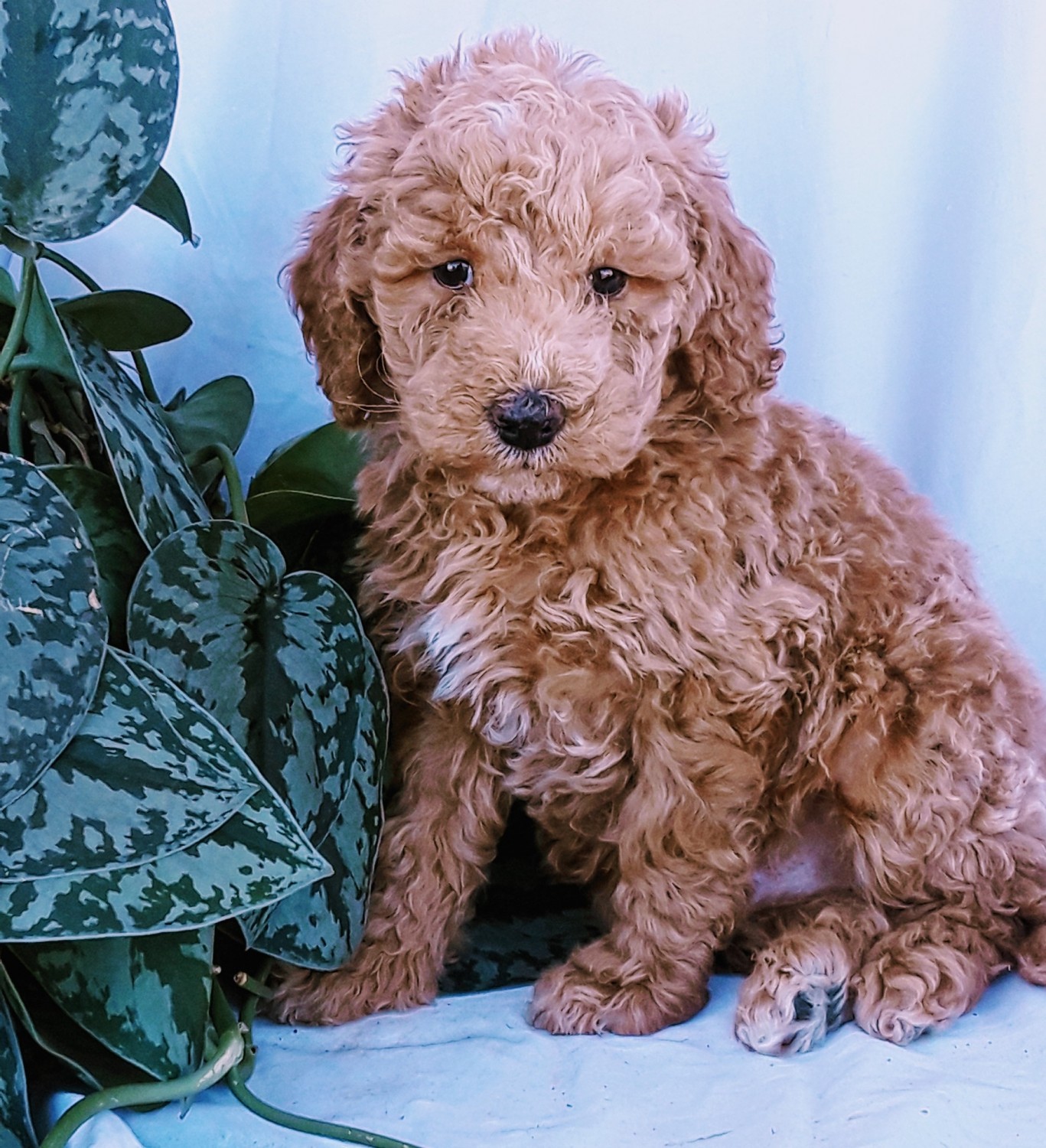 mini poodle puppies for sale