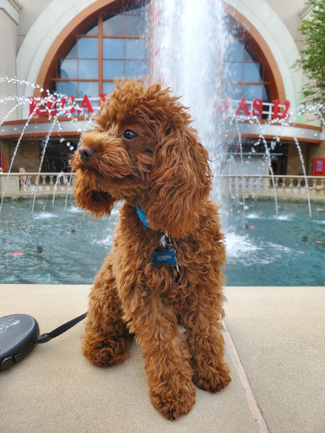 Miniature Poodle Puppies For Sale Roswell, GA 351543