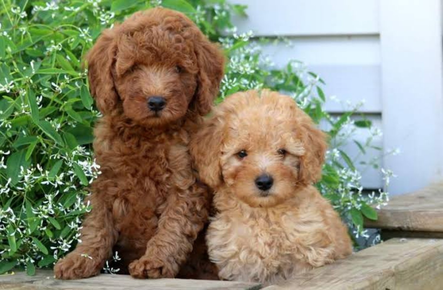 red mini poodles for sale