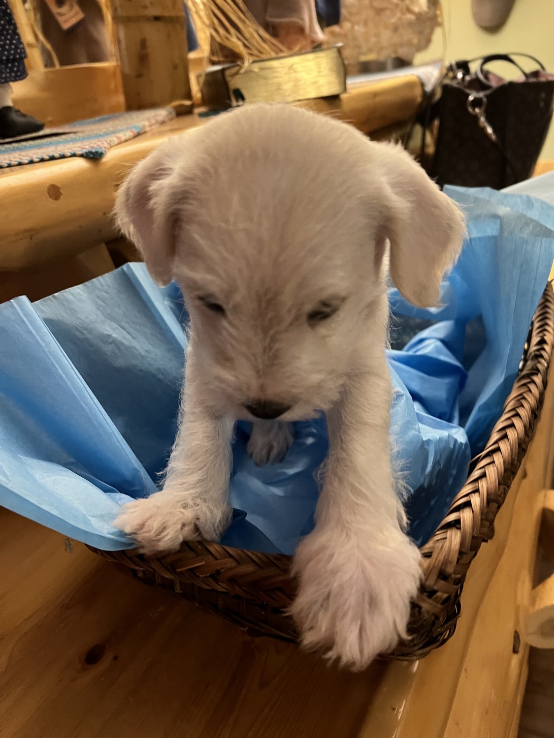 Miniature Schnauzer Puppies For Sale Augusta, GA 430830