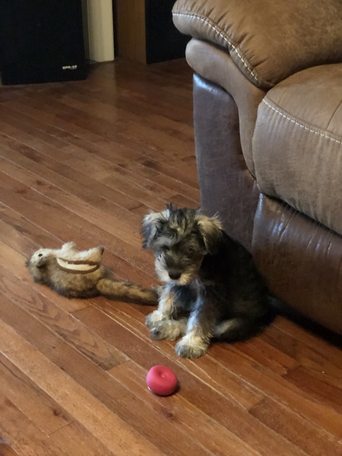 Miniature Schnauzer Puppies For Sale Brandon, MS 468998