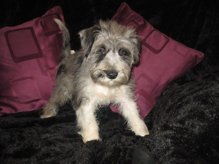 Miniature Schnauzer Puppies For Sale Jersey City, NJ 190491