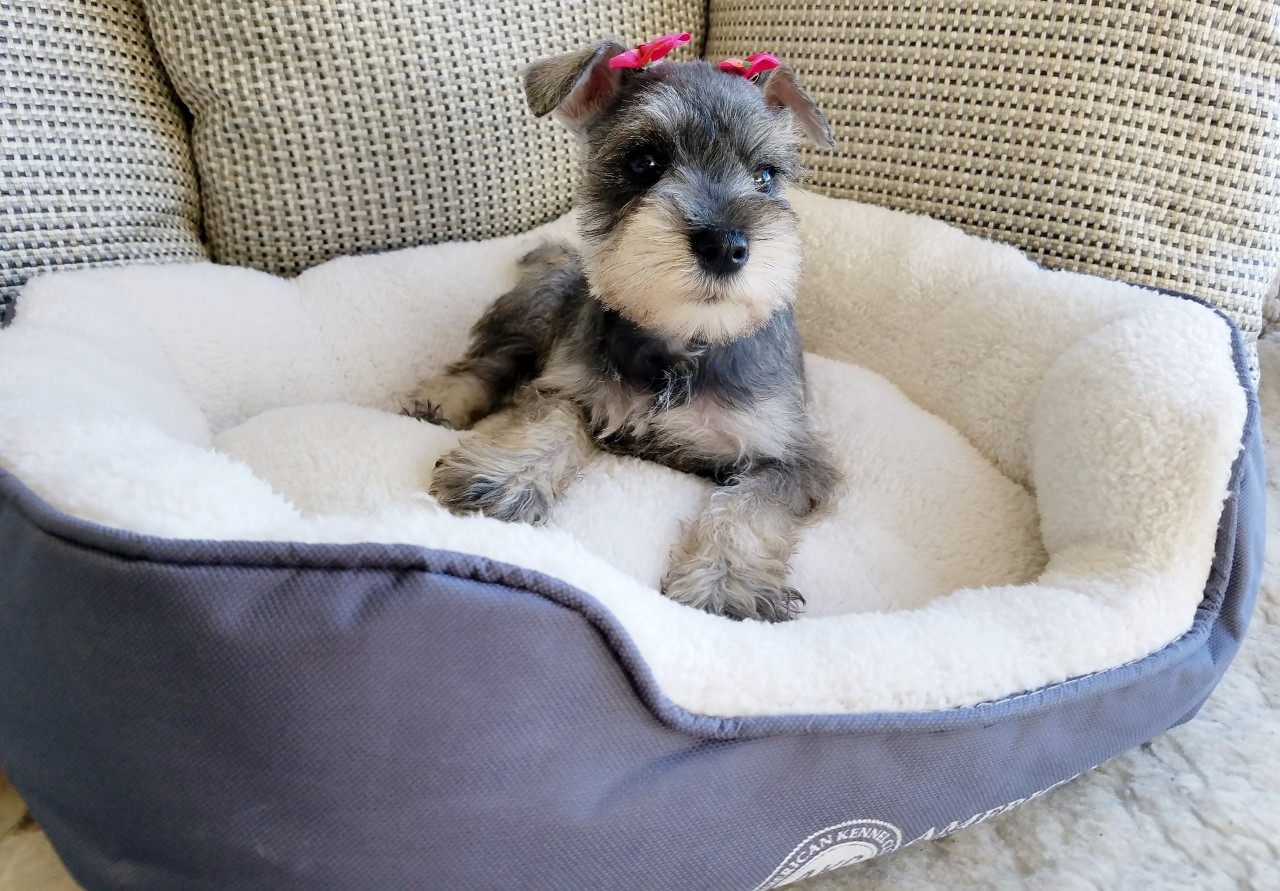 Miniature Schnauzer Puppies For Sale | Thousand Oaks, CA #274246